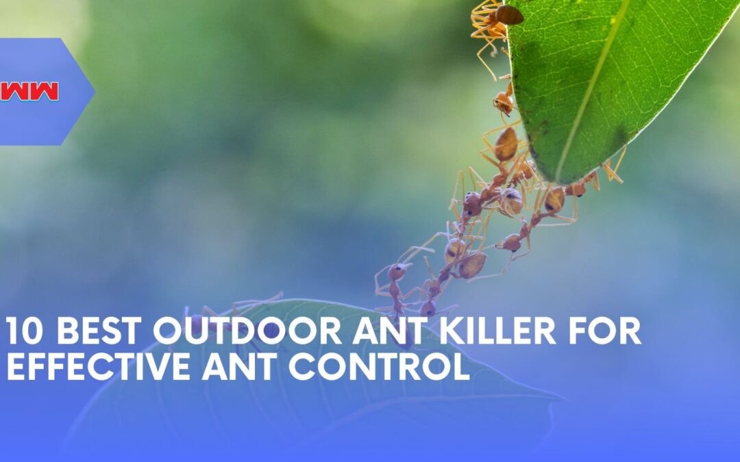 10 Best Outdoor Ant Killer: Top Solutions for Every Ant Species