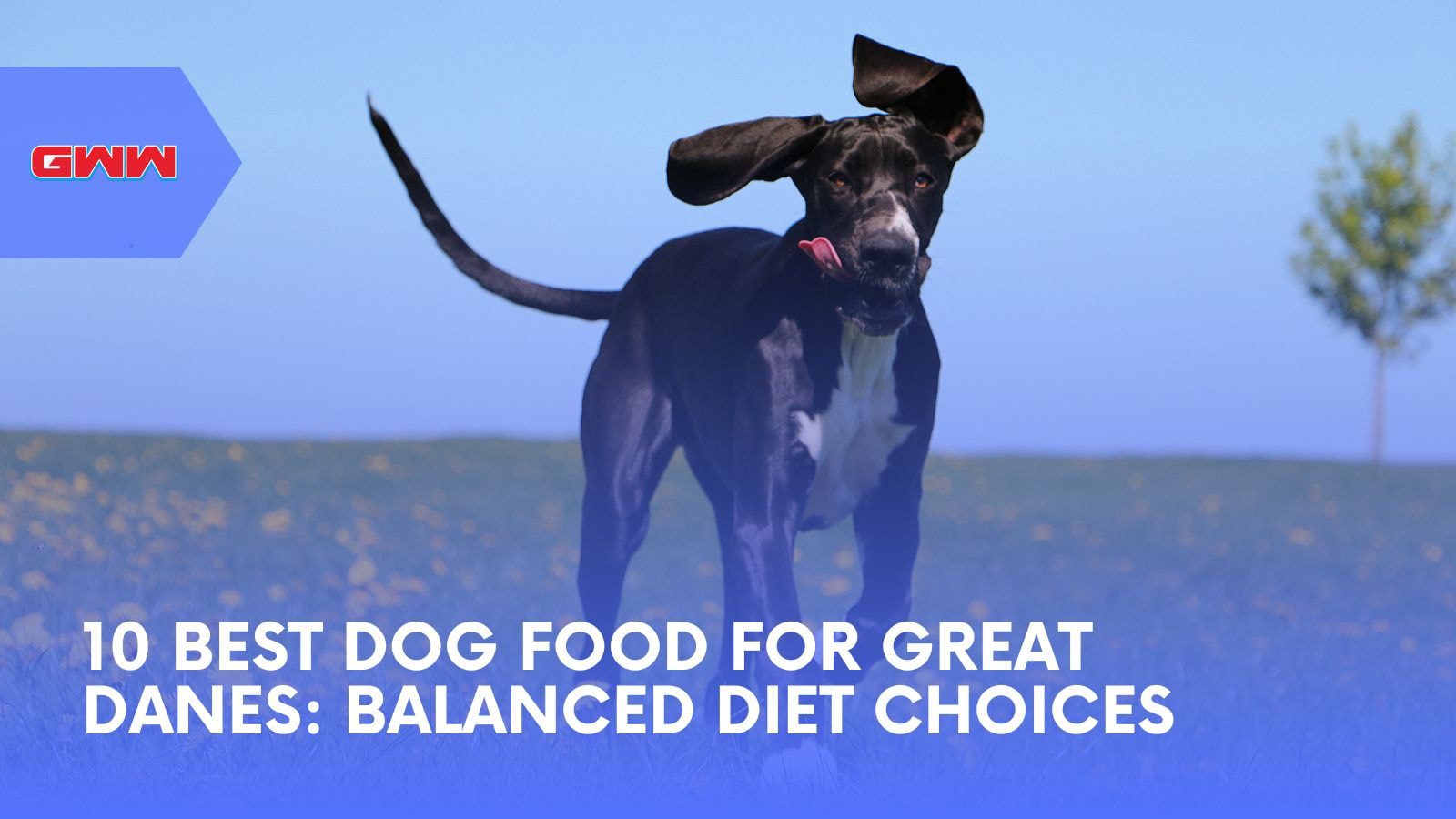 10 Best Dog Food for Great Danes: Balanced Diet Choices