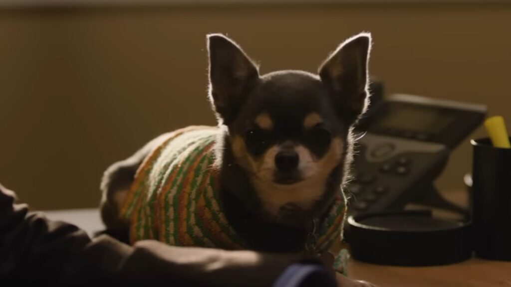 Betty the chihuahua from Will Trent Season 4